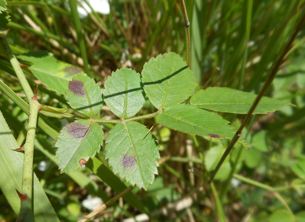 Rosa arvensis Huds. / Rosa cavallina